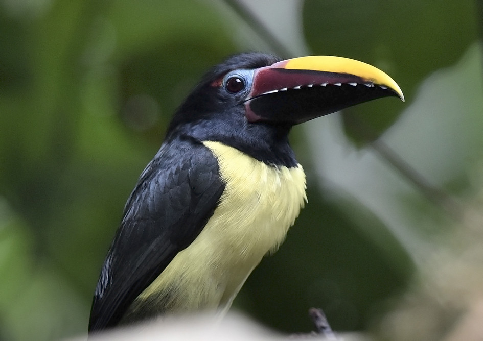 image Green Aracari